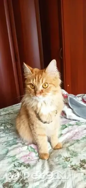 Пропала кошка, Новоугличское шоссе, 48, Сергиев Посад - photo