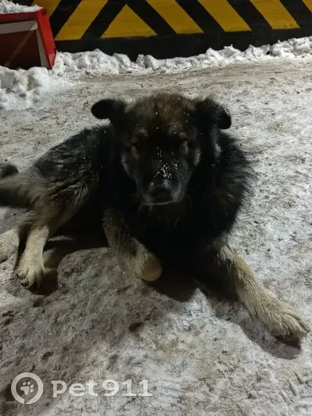 Пропал собака, «Урал», городской округ Рязань - чёрный, правое ушко повреждено - photo