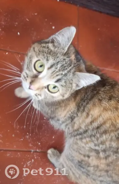 Пропала кошка, городской округ Пенза, Пензенская область - трёхцветная и недавно стерилизованная - photo