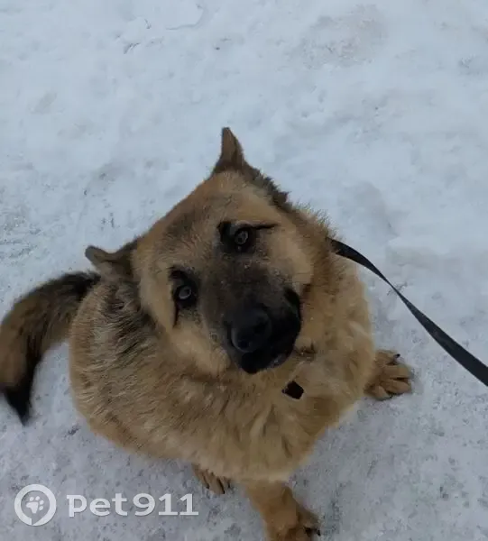 Пропал собака, Калининград, Калининградская область - похож на овчарку - photo