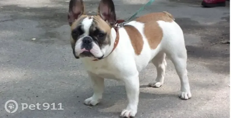 Пропала собака, Нижний Тагил - французский бульдог, нуждается в лечении - photo