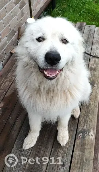 Пропал собака, мужской, Ефимовское городское поселение, Ленинградская область - большая белая и очень добрая - photo