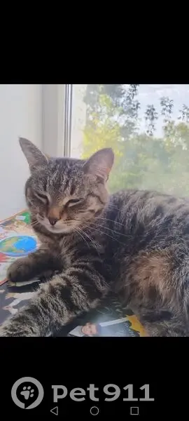 Пропала кошка, улица Мира, 23Б, Череповец - ласковая - photo