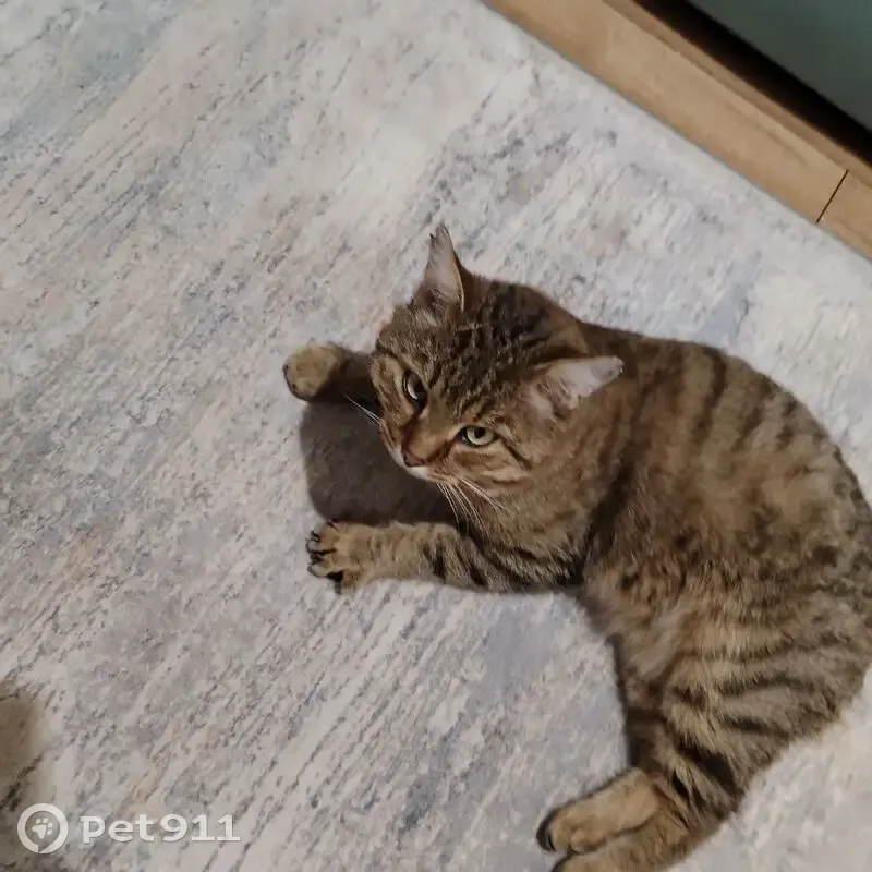 Пропал кот, 46Н-05797, Ларёво - серый пятнистый с белым подбородком - photo