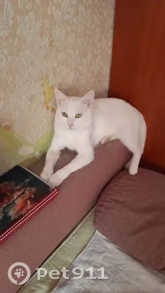 Пропала кошка, 4-я Семейная улица, 3, Ростов-на-Дону - белый окрас, отзывается на кличку Юлик - photo
