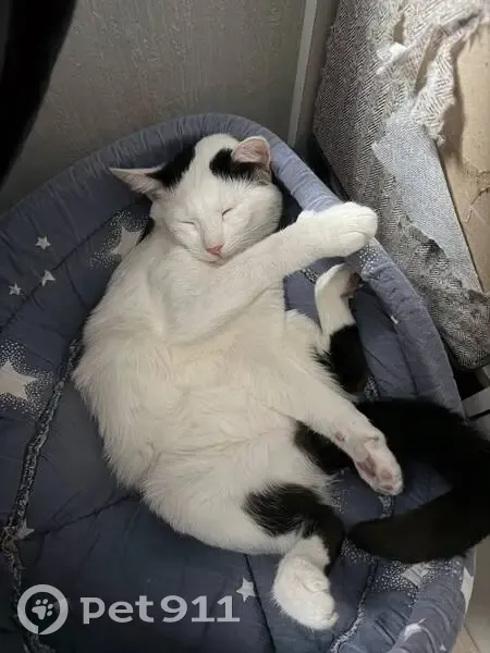 Пропал кот, улица Маргелова, 3 к1, Москва - белый с черными пятнами и хвостиком - photo