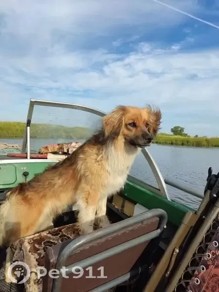 Пропал собака, Сормовский переулок, Хабаровск - рыжий с белым, уши висят - photo
