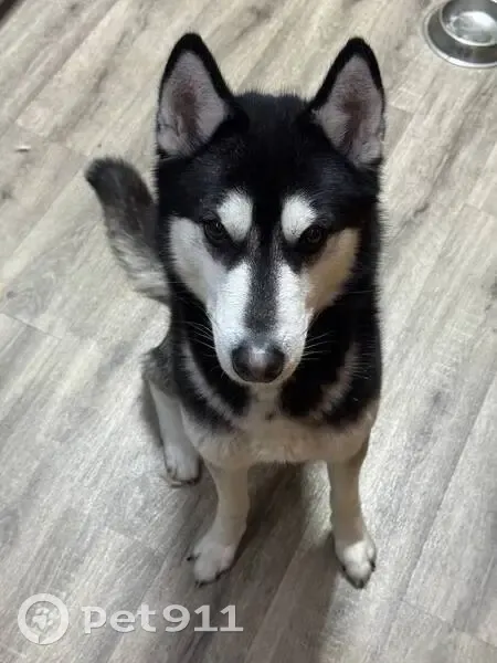 Пропал собака, Шелковичная улица, 64/66, Саратов - хаски, 2 года - photo