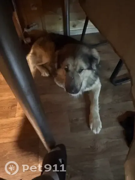 Пропал собака, мужской, Полтево, Московская область - убежал со двора без ошейника - photo