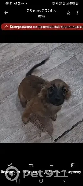 Пропала собака, мужской, Баланкульский проезд, Абакан - коричневый окрас, чёрный ошейник - photo