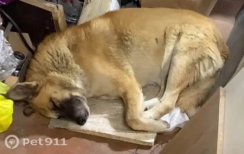 Пропала собака, Беломорский переулок, 20Д, Ростов-на-Дону - отзывается на кличку Бим - photo