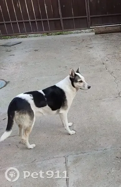 Пропала собака, Близкая улица, Новороссийск - черно-белый окрас с пятном в виде сердца - photo