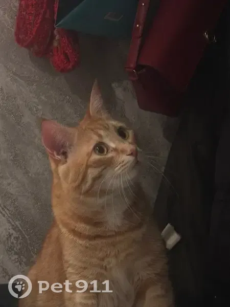 Пропал кот, улица Воронова, 14/5, Красноярск - выбежал из квартиры - photo