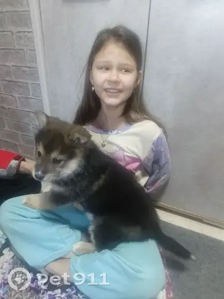 Пропал собака, улица Путейцев, 34, Серов - крупный упитанный, зовут Арчи - photo