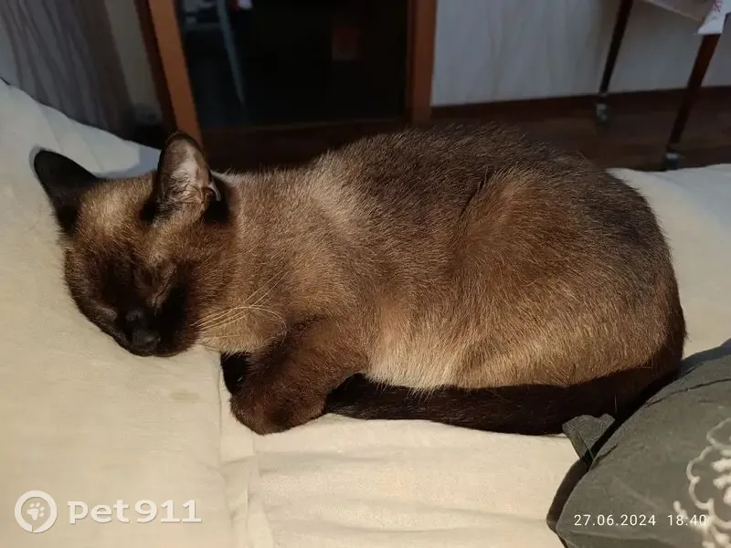 Пропала кошка, улица Волгина, 130, Самара - белые пятнышки на задних лапках - photo