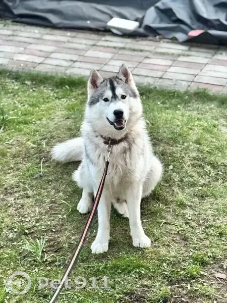 Пропал собака, Центральная улица, 30, Ступино - ушёл через общий забор - photo
