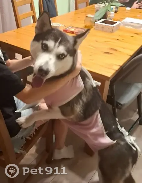 Пропала собака, Центральная улица, 30, Ступино - убежала с другом Вольфом - photo