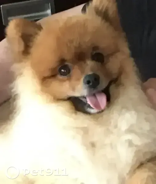 Пропал собака, Чебоксары, Чувашия - шпиц по кличке Сема - photo