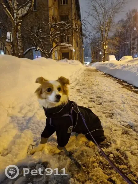 Пропала собака, женский пол, улица Грабина, 30, Королёв - photo