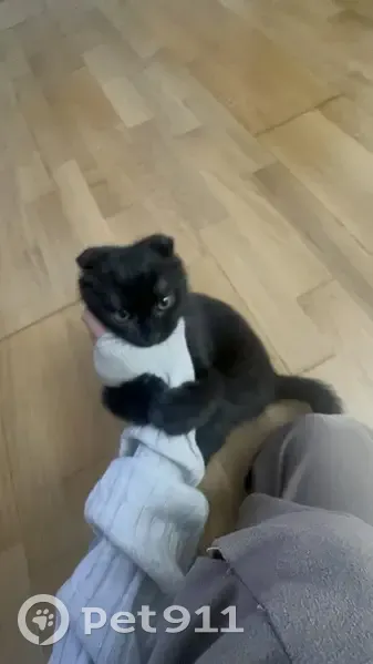 Пропал кот, Дагестанская улица, 96, Каспийск - вислоухий и игривый - photo