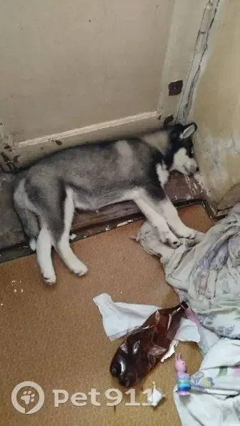 Пропал собака, Камерный переулок, 50, Омск - белодымчатый окрас - photo