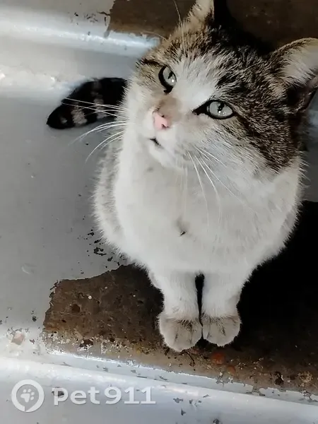 Найдена кошка, улица Тельмана, 185, Иркутск - хвост полосатый - photo