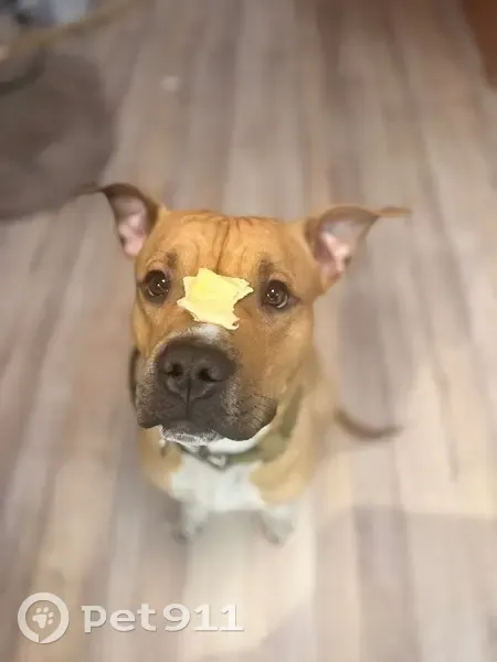 Пропал собака, улица Ленина, 13, Красноуральск - стаффорд мальчик с бело-рыжей расцветкой - photo