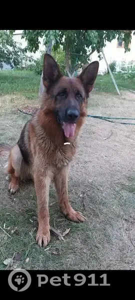 Пропал собака, Советская улица, Навашино - немецкая овчарка - photo