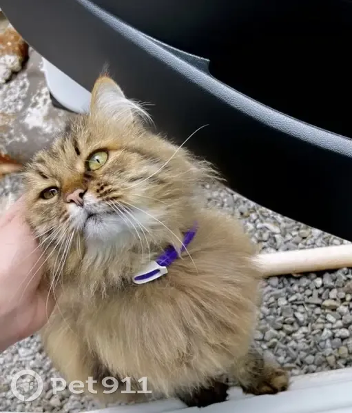 Пропал кот, район Поле чудес, ул. Тимирязева, Семилуки - сибирская кошка, кастрирован - photo