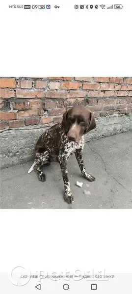 Пропала собака, Краснознамённый переулок, Новороссийск - белый хвост и коричневый ошейник - photo