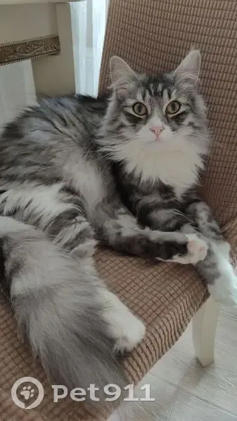 Найден кот, улица Будённого, Краснодар - серо-белый, пушистый хвост - photo