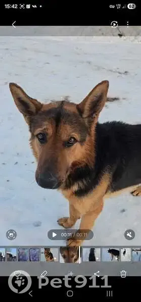 Найден собака, Пилички, Смоленская область - крупный и дружелюбный - photo