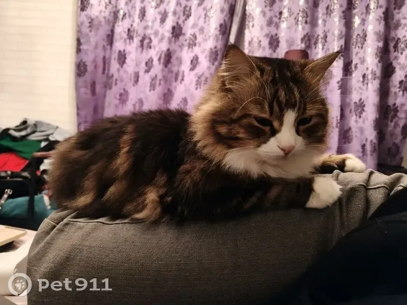 Пропал кот, Новогиреевская улица, 8 к1, Москва - пушистый мраморный окрас - photo