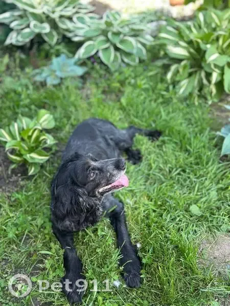 Пропала собака, Строительная улица, 4, Новоалтайск - русский спаниель, 12 лет - photo