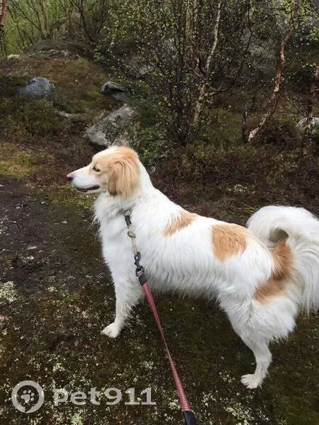 Пропала собака, улица Фролова, 7А, Мурманск - белая с рыжими пятнами - photo