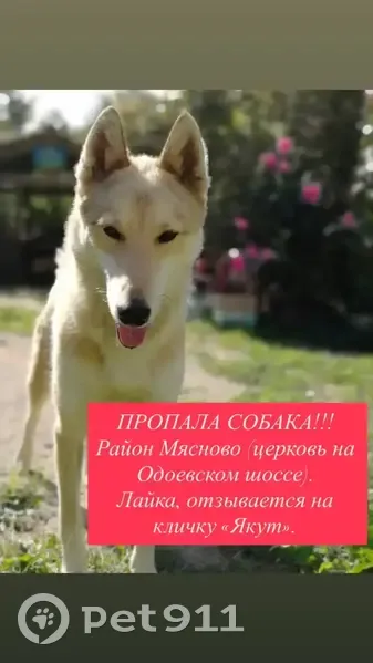 Пропал собака, мужской, Верхняя Краснослободская улица, 8, Тула - photo