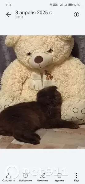 Пропал кот, улица 3-го Интернационала, Навля - вислоухий шоколадного окраса - photo