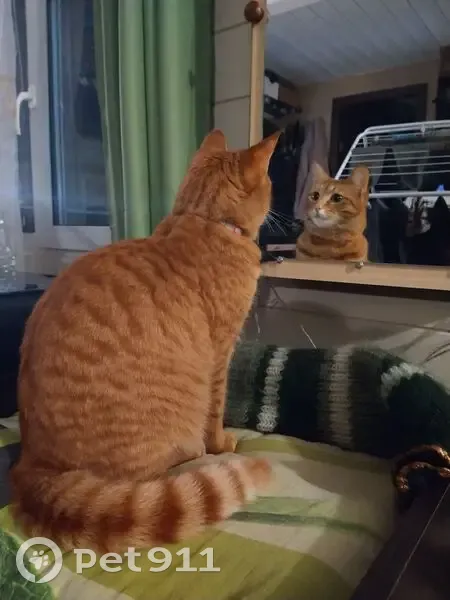 Пропал кот, 46К-1500, Раково, Глебовский - полосато-рыжий с белым подбородком - photo