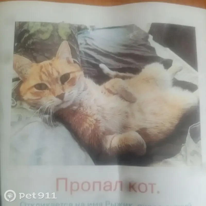 Пропал кот, Ленинградская улица, Салават - рыжий с зелёными глазами - photo