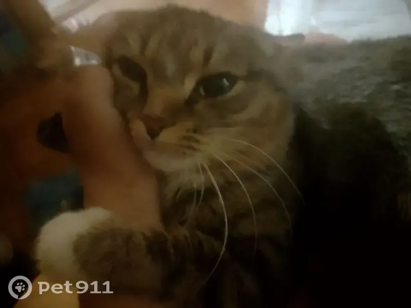 Пропал кот, бульвар Рябикова, Иркутск - полосатый яркой наружности - photo