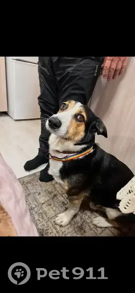 Пропал собака, улица Завалишина, Челябинск - среднего размера - photo