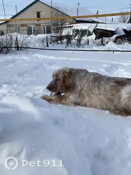 Пропал собака, Увельский, Челябинская область - очень любвеобильный - photo