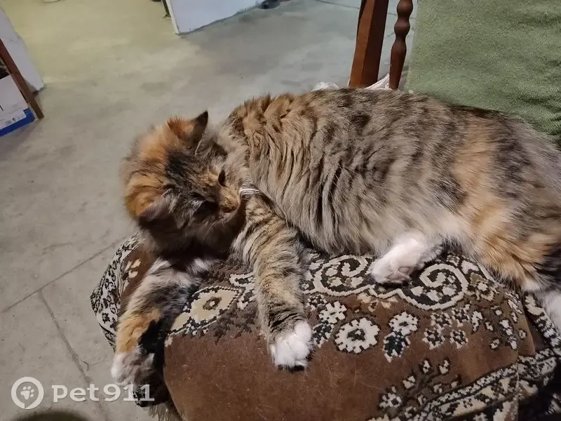 Пропала кошка, Изумрудная улица, Разумное - трёхцветная, молодая - photo