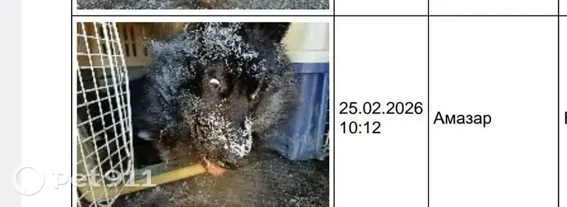 Пропал собака, Амазар, Забайкальский край - чёрный с белыми передними лапами - photo