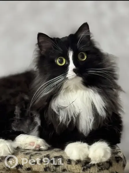 Пропала кошка, улица Свободы, 163 к1, Киров - чёрно-белая пушистая - photo