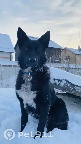 Пропала собака, улица Талькова, 24, Малое Исаково - черный окрас, белая шерстка в виде звезды - photo