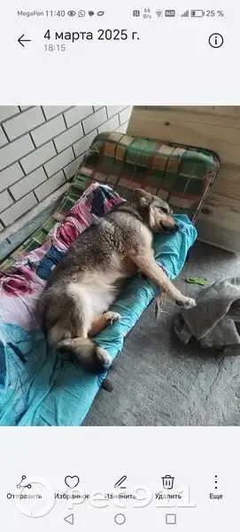 Пропала собака, Барыш — Инза — Карсун — Урено-Карлинское, Инза - коричневая с бежевым животиком - photo