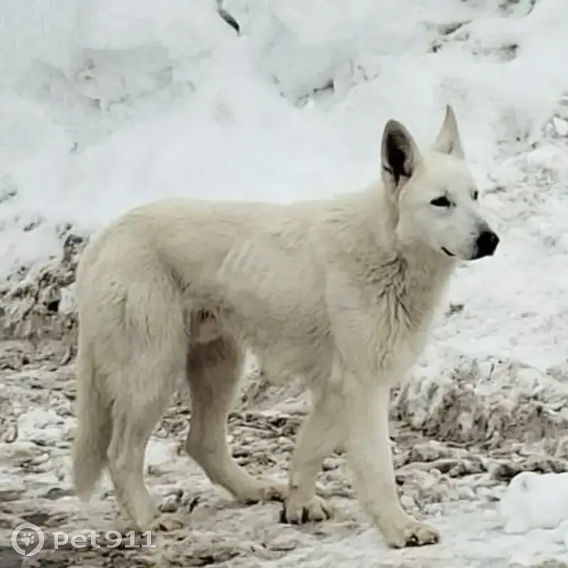 Пропала собака, мужской пол, Степная улица, 82, Ижевск - photo