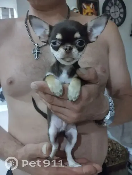 Пропала собака, Ужгородская улица, 3, Нижний Новгород - окрас черно-коричневый - photo