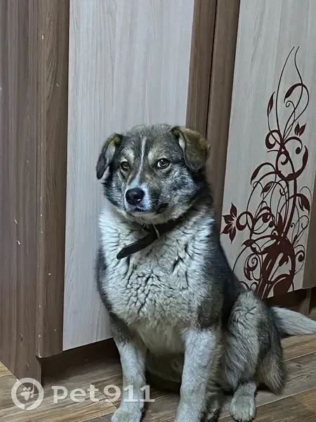 Пропал собака, Зима, Иркутская область - откликается на кличку «Боцман» - photo